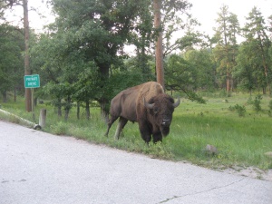 een buffalo of bison langs de kant van de weg | Custer